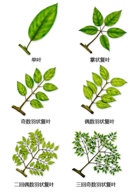 花的基本结构简图（教科书般的植物形态图解）