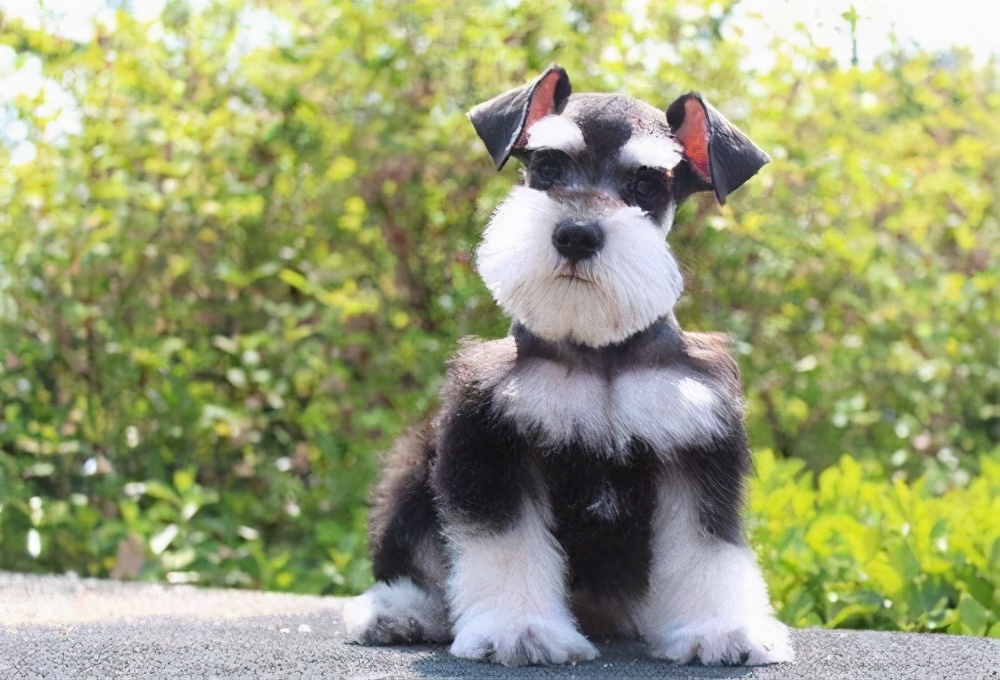 最受欢迎的7种小型犬,对空间要求不大,适合城市饲养