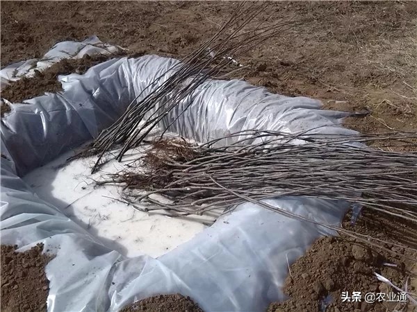 果樹種植,果樹種植管理方法