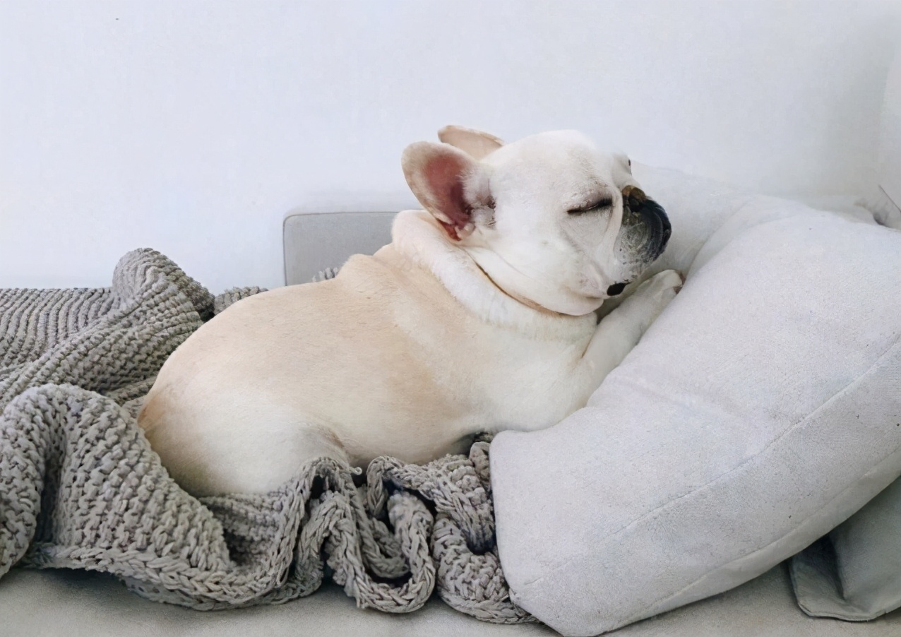 7条法斗爱你的表现,中5个以上,它已对你死心塌地