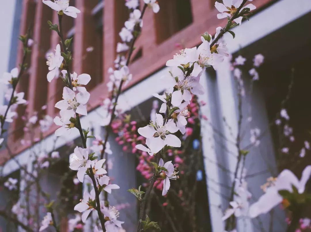 中国春天最美的10座大学，好想回去谈一场恋爱