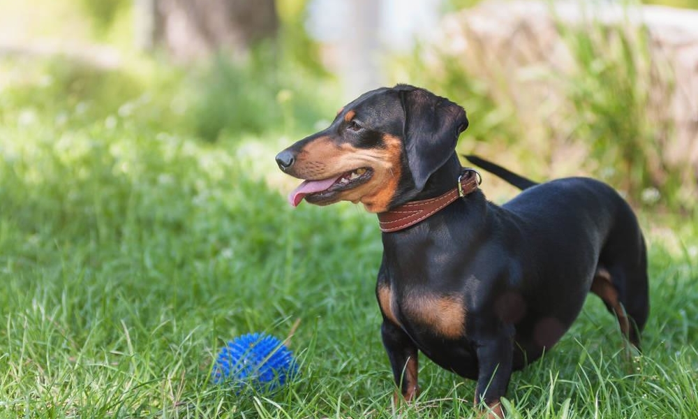 物种百科：腊肠犬