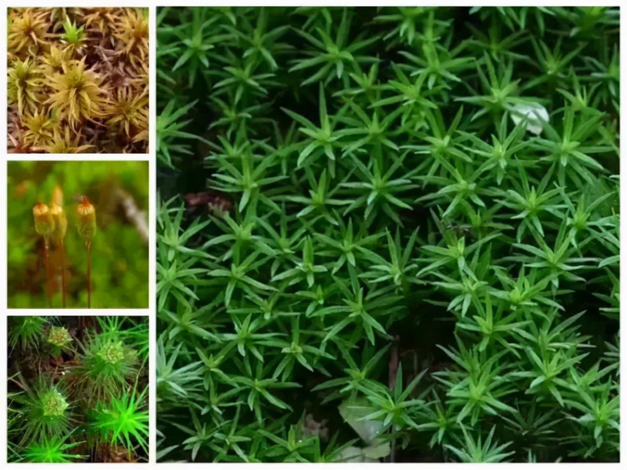 苔藓植物图片（小编带你盘点四十种苔藓植物）