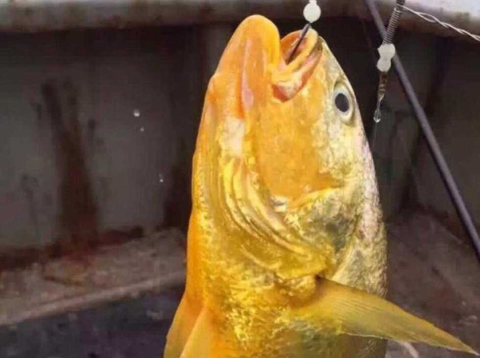 野生大黃魚為什么這么貴,