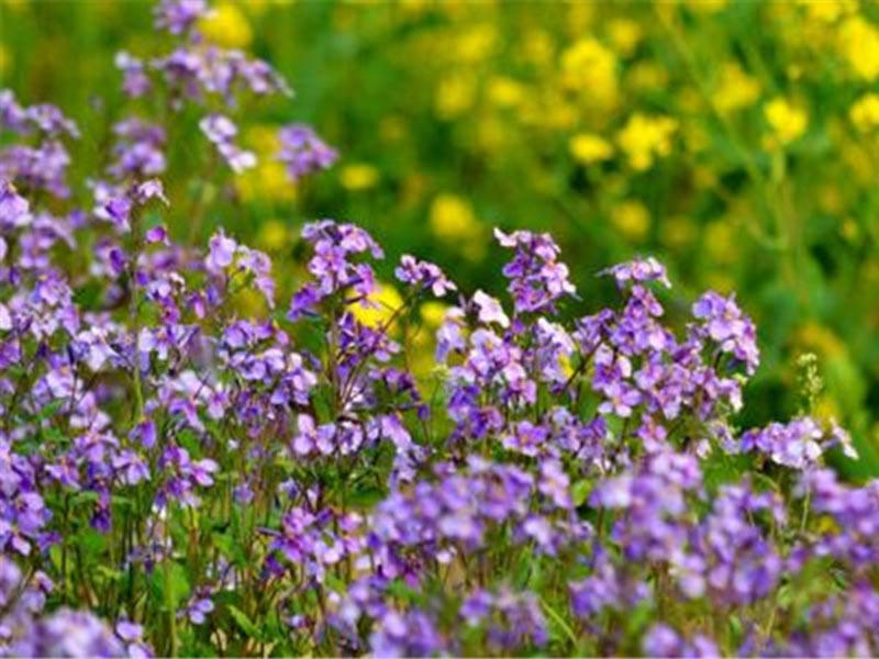 二月兰种植时间（二月兰的种植技术及主要价值）