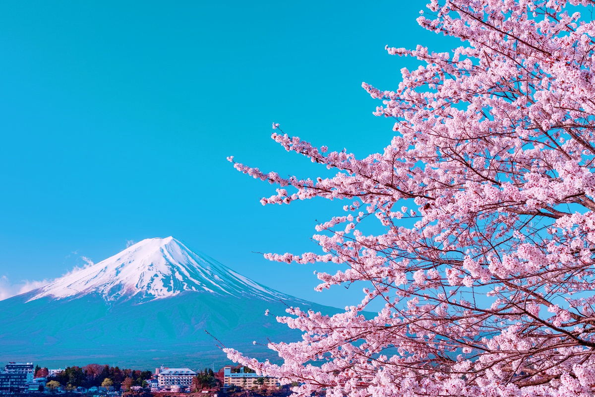 雪洒富士山，看樱花开满山头，象征爱情纯美的样子