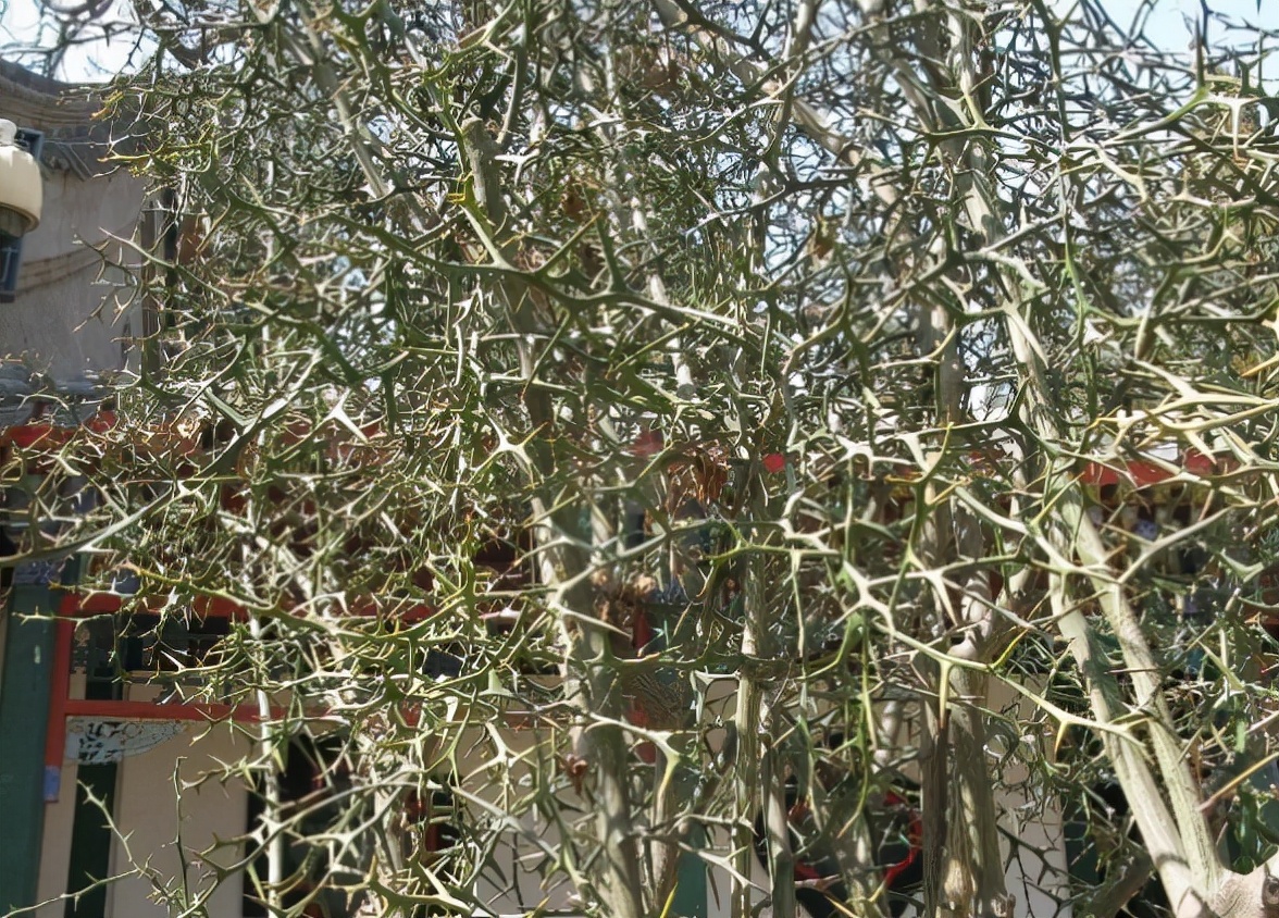 枸橘:曾经的防盗树,果子又酸又苦,晒干20元1斤,没熟就被采摘