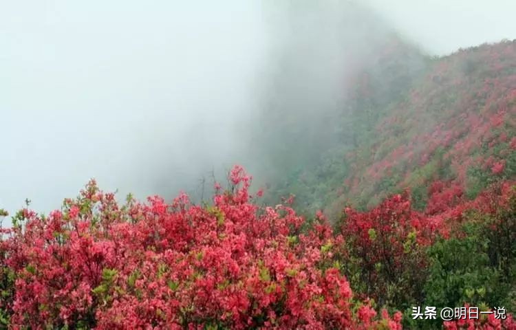 七绝·杜鹃啼血青烟祭，雨雾含悲带泪花