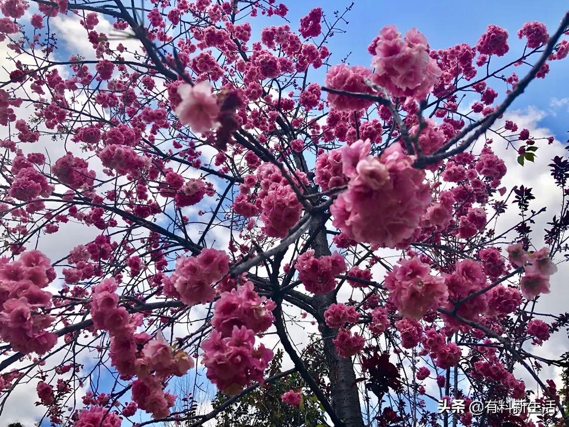 碧空如洗，花枝招展，天鹅拂翅…昆明春色妖娆，已经美到窒息