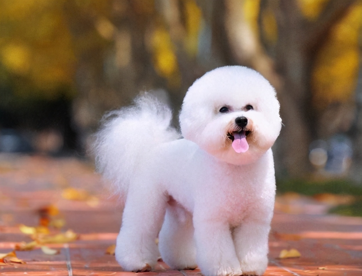 泰迪犬和比熊犬谁更好养,我选比熊犬,你呢?