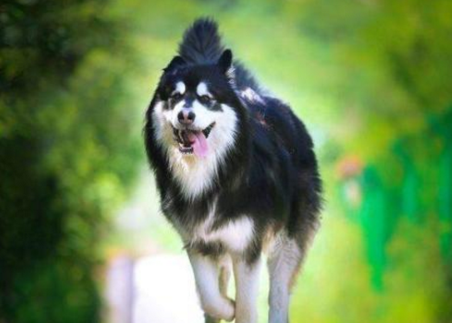 养阿拉斯加犬的7大坏处有哪些？