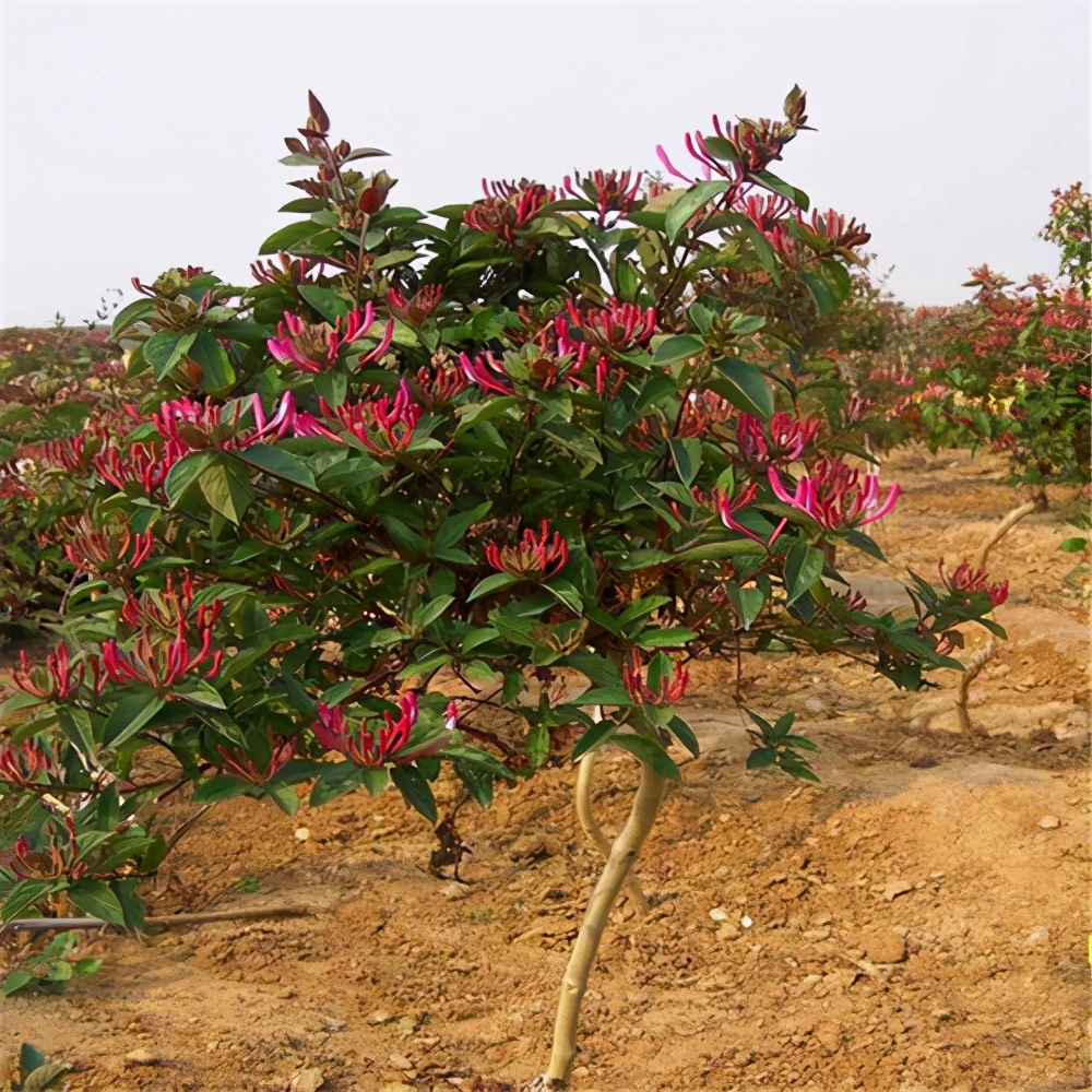 金银花种植方法（新手小白轻松学会这个养殖方法）