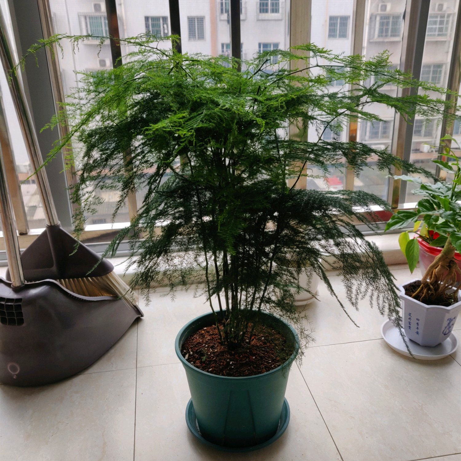 家里养文竹有风水禁忌养文竹摆放的3个禁忌详解