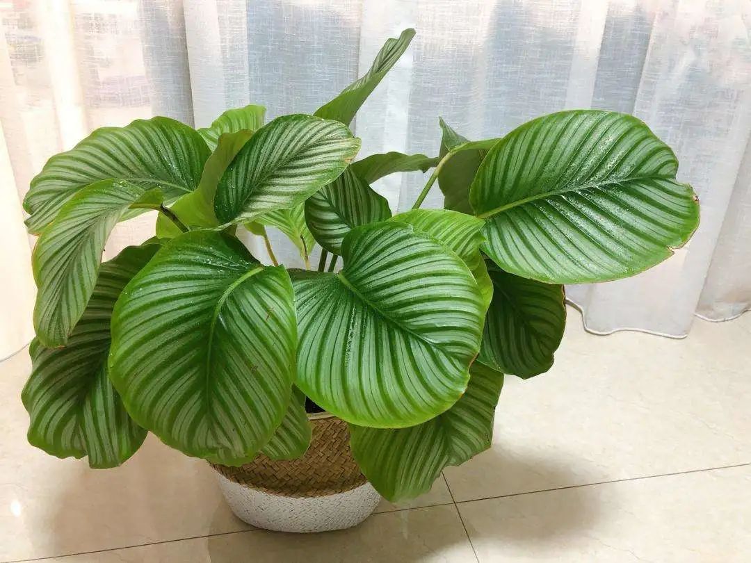 叶色圆润丰盈的圆叶花卉,青苹果竹芋这么养护,清新怡人悠然静谧