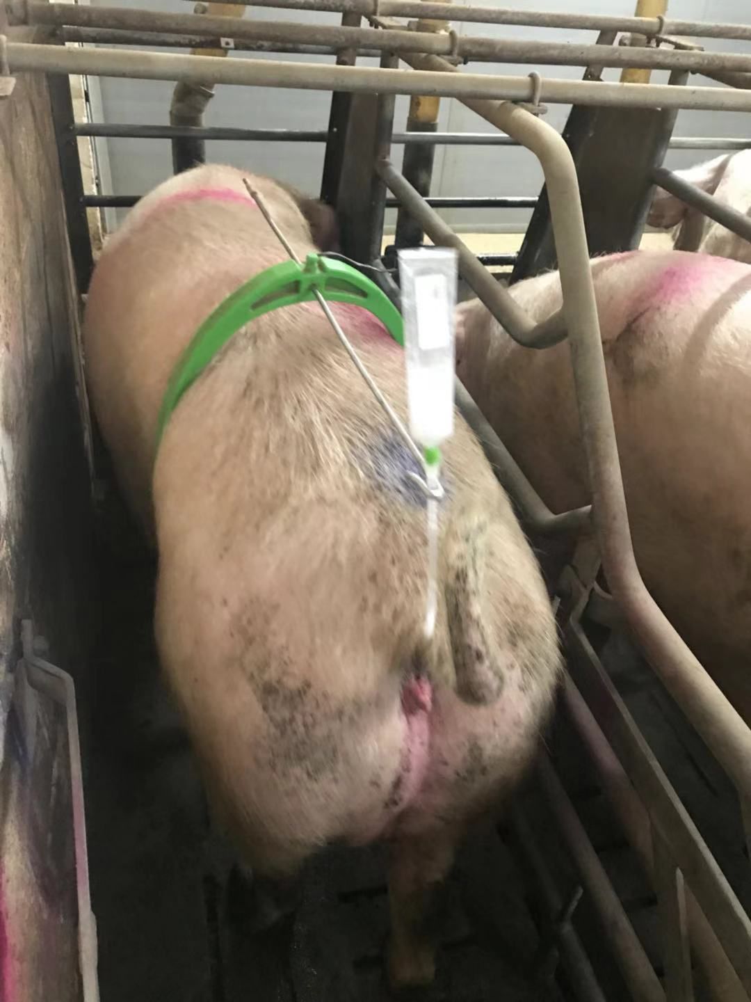 母猪不发情怎么办？母猪不发情用什么药物？原因和治疗方案在这里