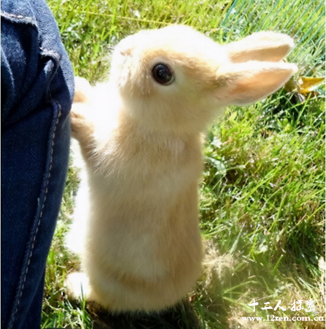 公主兔也叫作柏鲁美路兔，一只1000块(最好养的兔子