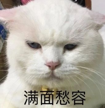 性感猫咪，在线陪聊