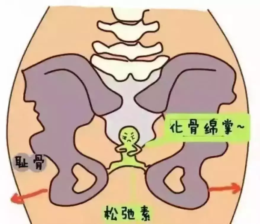 女人生孩子要遭多大的罪,看她的盆骨就知道