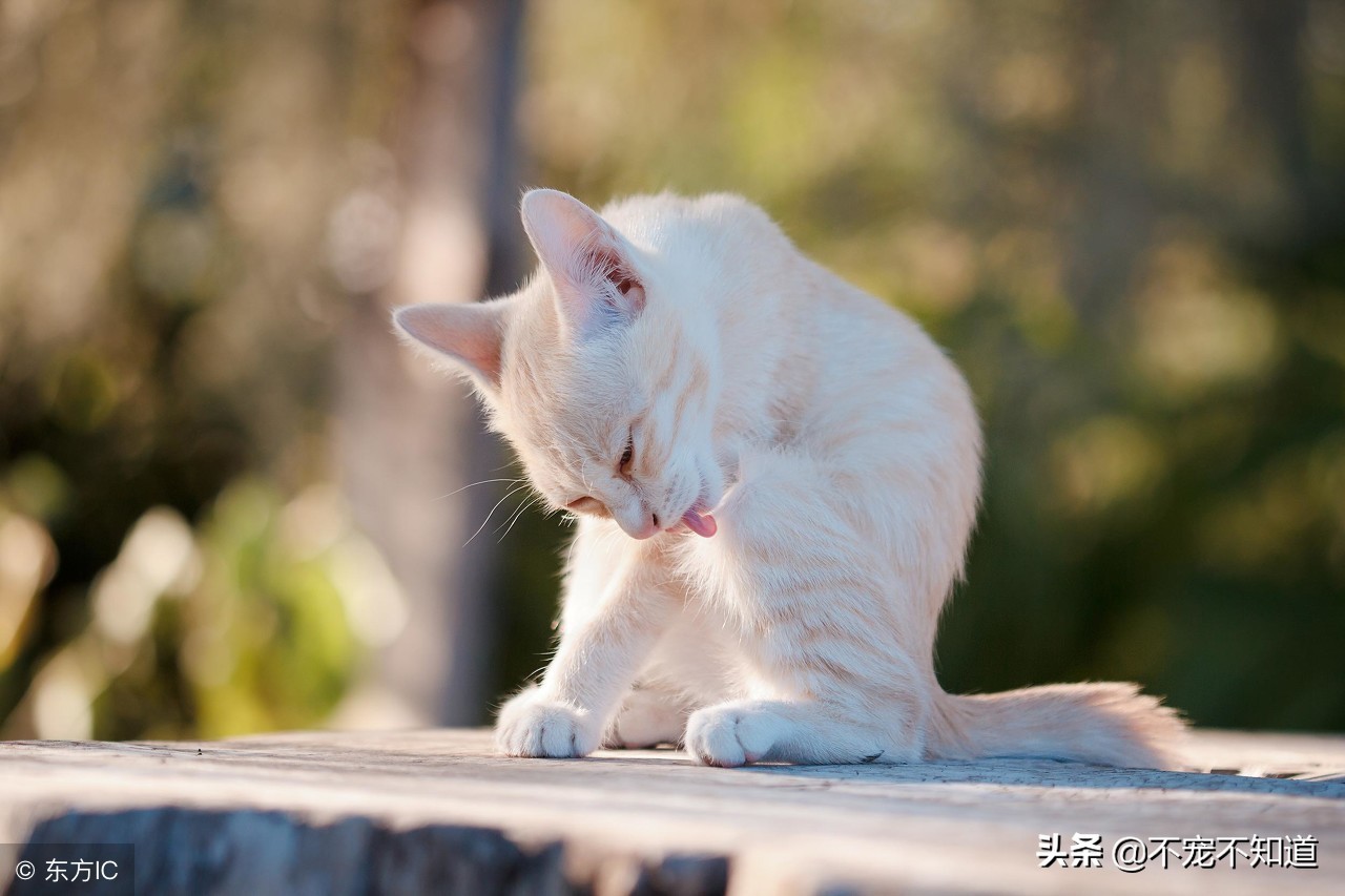 怎么判断是不是猫藓？教你一招如何迅速辨别