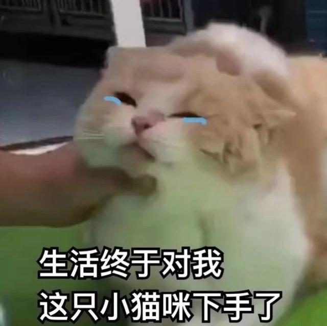 猫咪表情包合集｜我就是馋你的身子