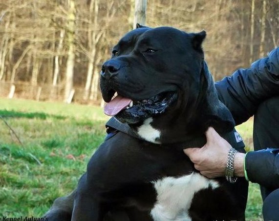 卡斯罗犬图片及价格(超) - 价格百科