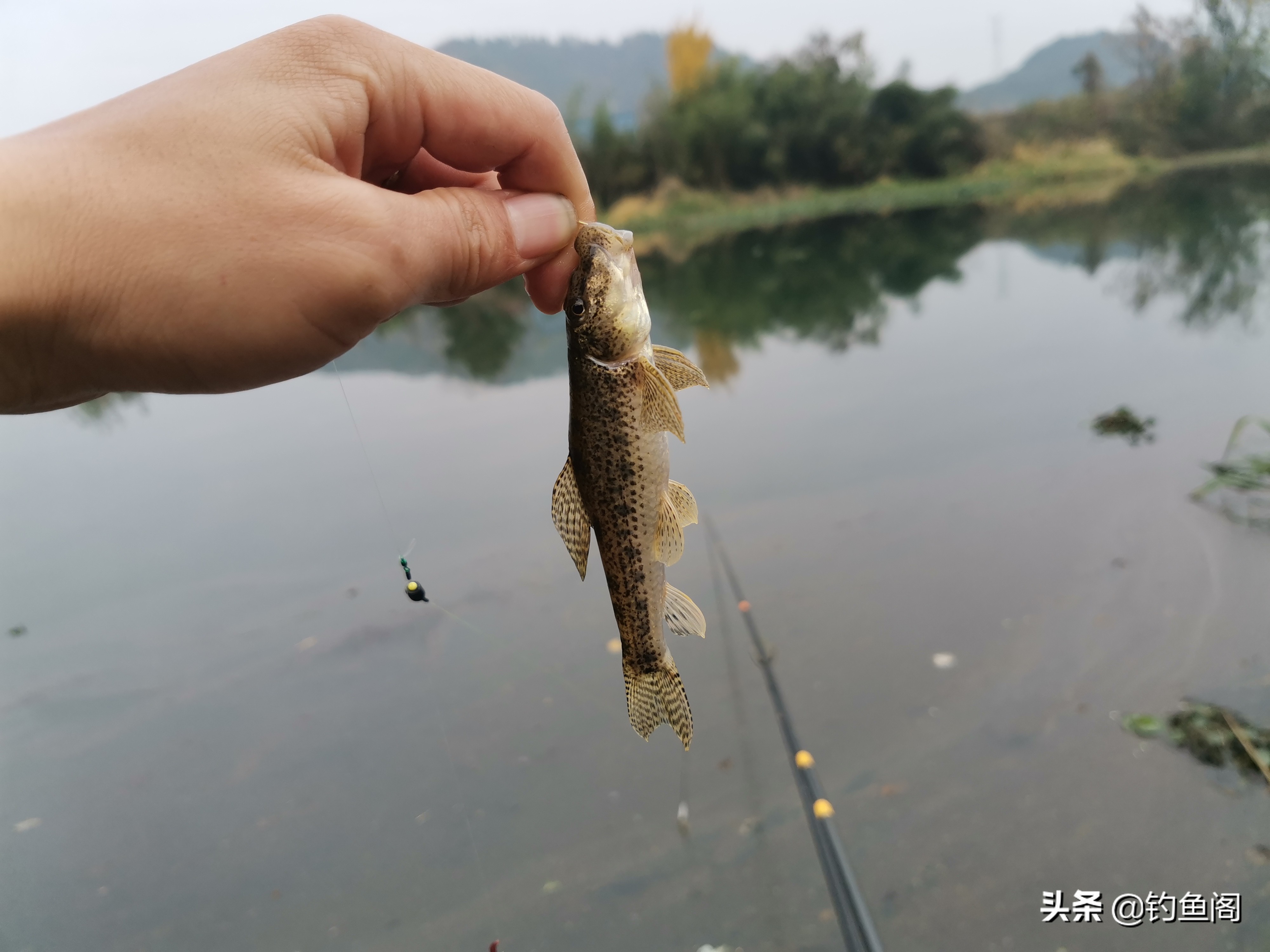 十大让人头疼的鱼类：钓鱼者最不愿遇到的水中钉子户