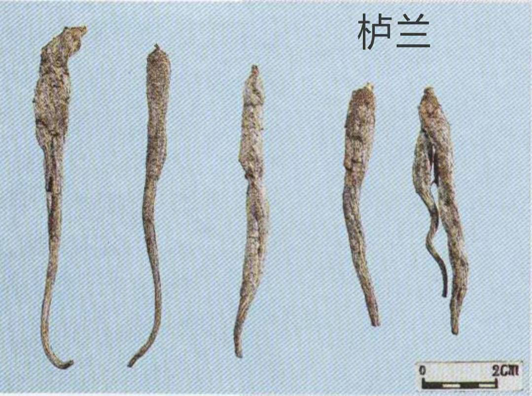 如何鉴别人参的真假