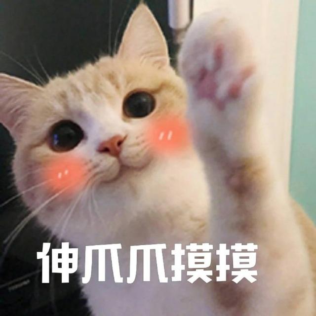 甜甜的猫咪表情包要亲亲