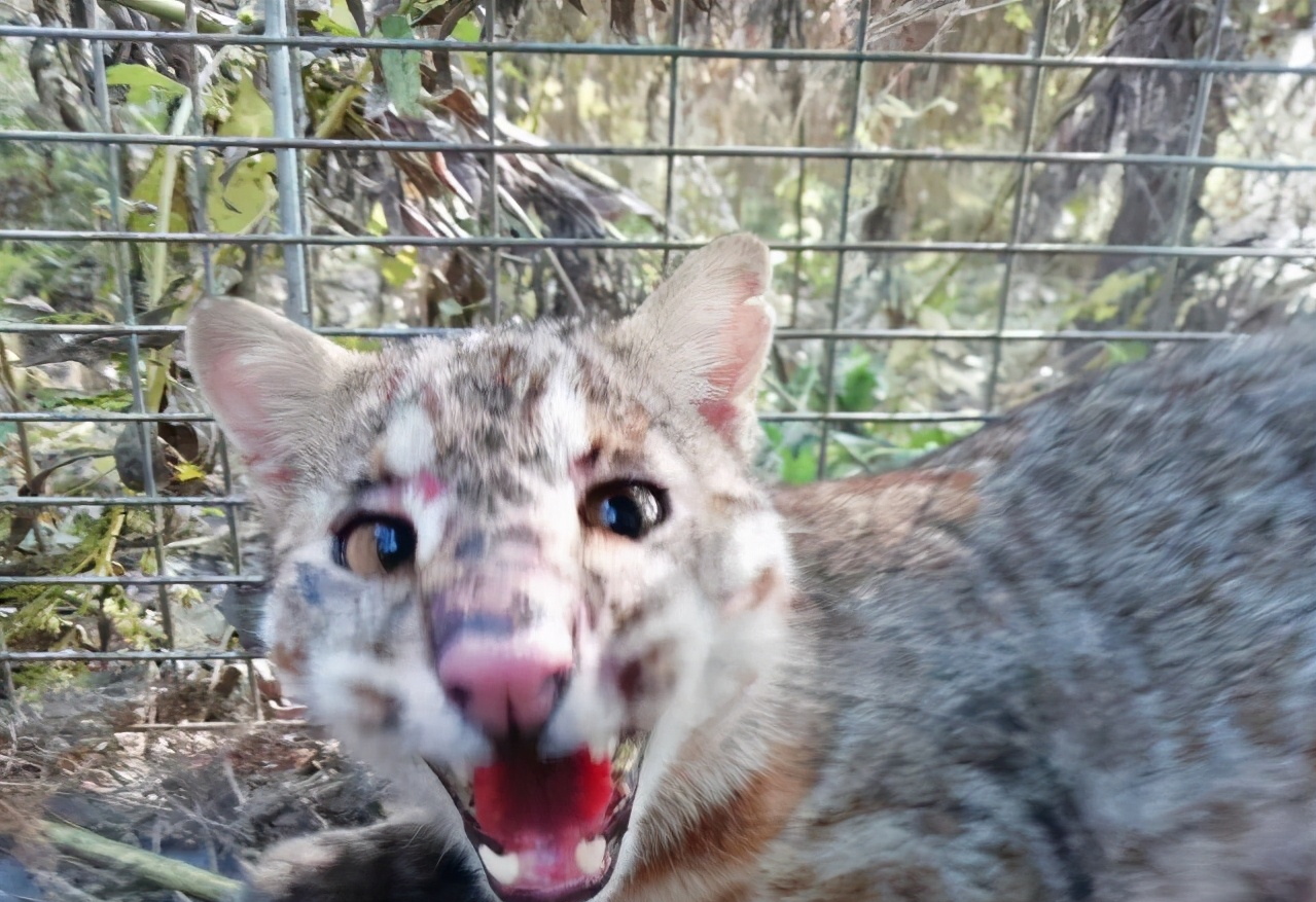 云南两人捡到1只豹猫幼崽，才一两个月大，这么可爱能养吗？