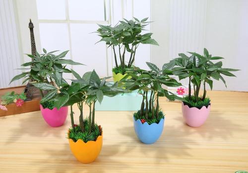 4种漂亮花，适合“穷养”，用小盆多晒晒，长得更好看