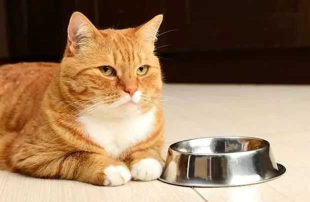 国外一只巨型虎斑猫体重高达26磅！它是如何把自己吃成大胖子的？