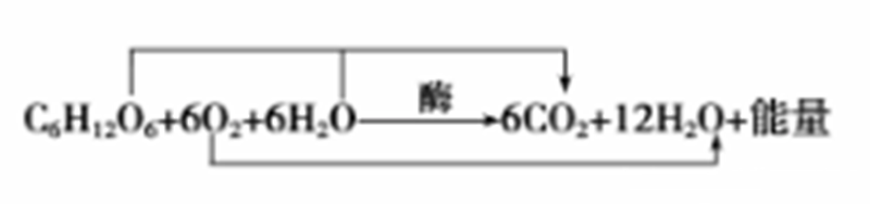 呼吸作用的公式（高中生物“呼吸作用”图示及解析）