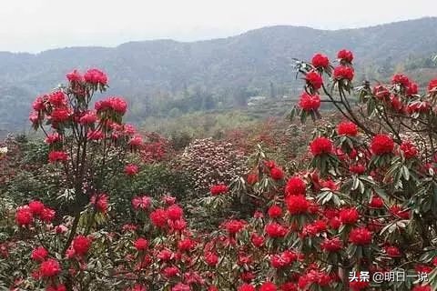 七绝·杜鹃啼血青烟祭，雨雾含悲带泪花