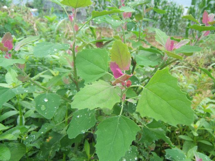 馬虎眼草圖片(春日野菜正當食) - 赤虎壹號