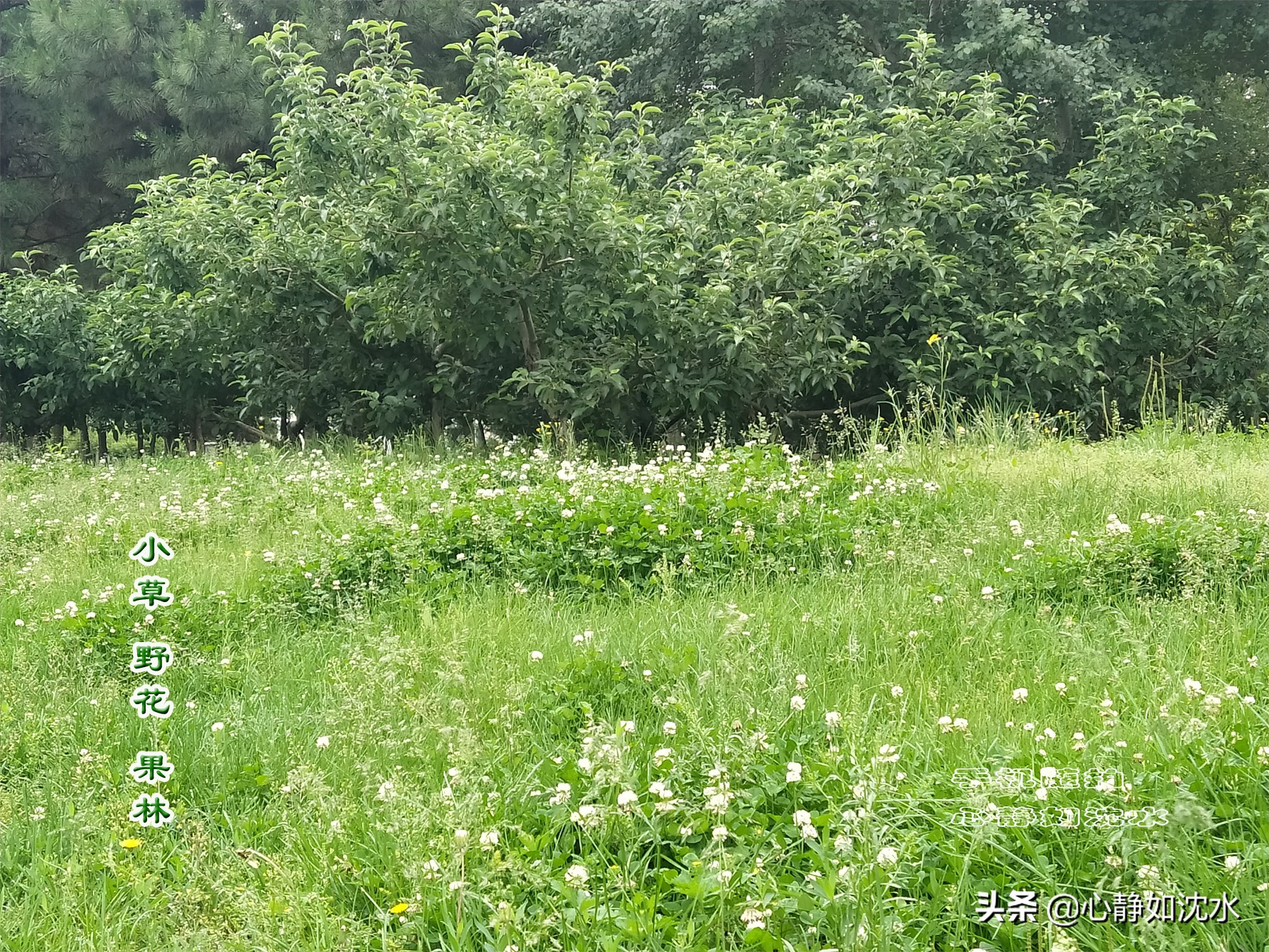 雨后探夏青，喜看小草野花的交融