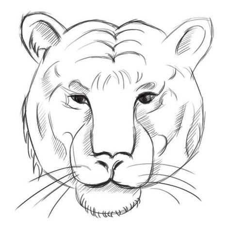 零基础动漫教程:老虎的绘制步骤讲解,简单易学,快来临摹吧!