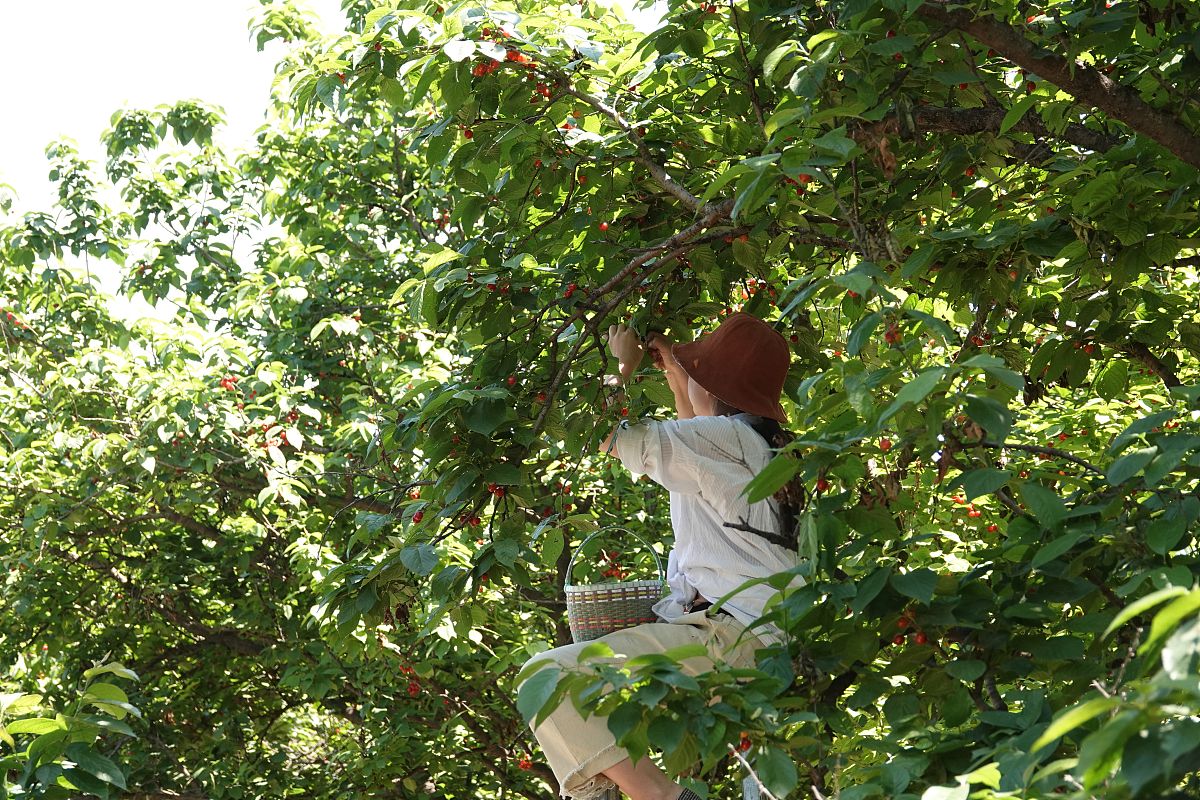 以前老人们经常讲"樱桃好吃树难栽",小的时候不理解,现在长大了是深有