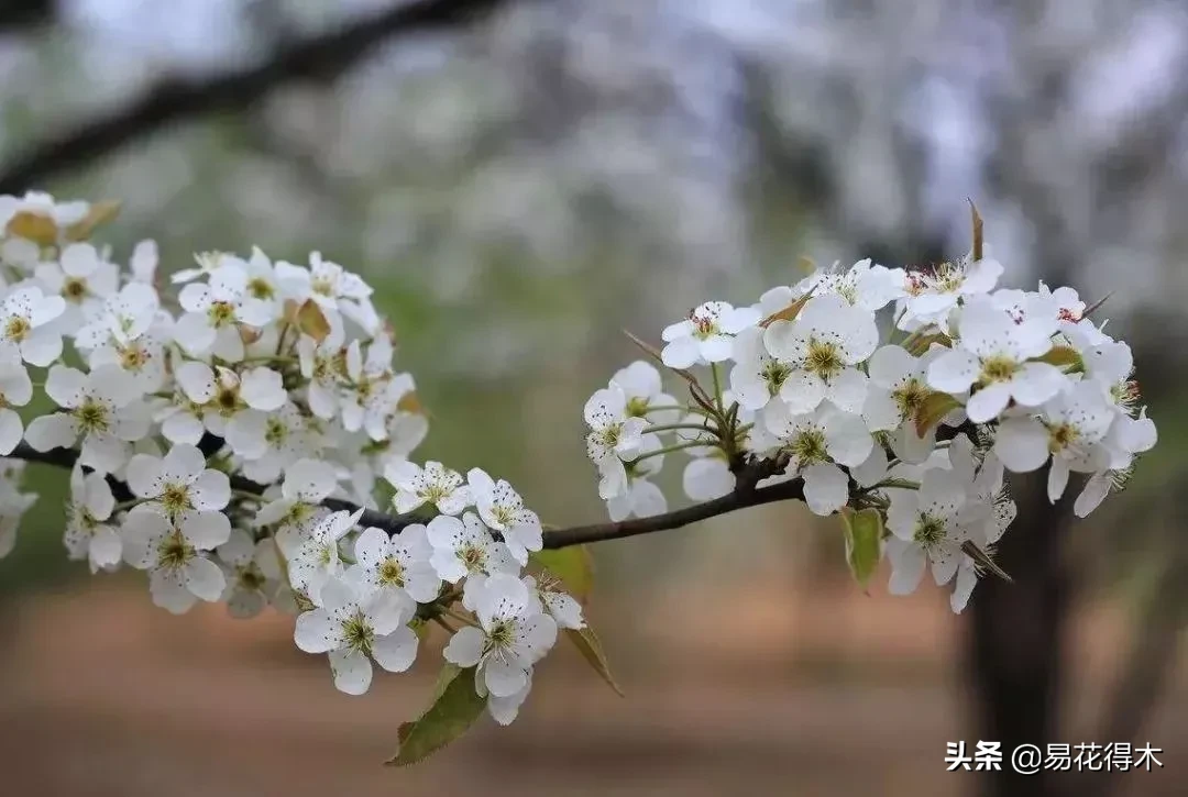 棠梨鉴赏｜东风二月淮阴郡，唯见棠梨一树花