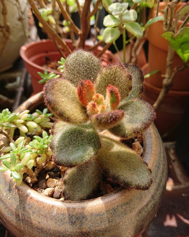 200块钱买的一盆多肉植物“泰迪熊”，让我养成了“巧克力士兵”