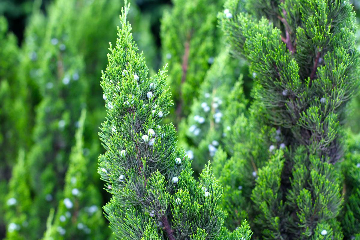 花柏树有什么作用与功效-我的快乐小窝