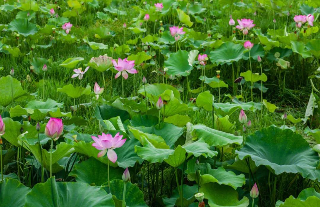 原创一百五十六：散文·四季之美