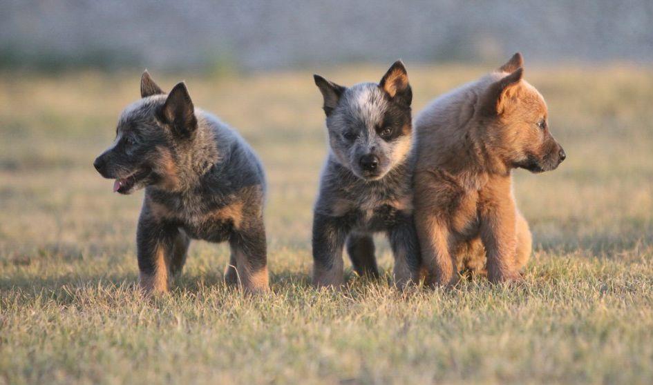 世界犬种智商排名榜前 30 名的聪明狗狗
