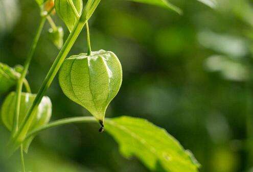 新型特色水果——菇茑,高产优质栽培要掌握这些关键技术