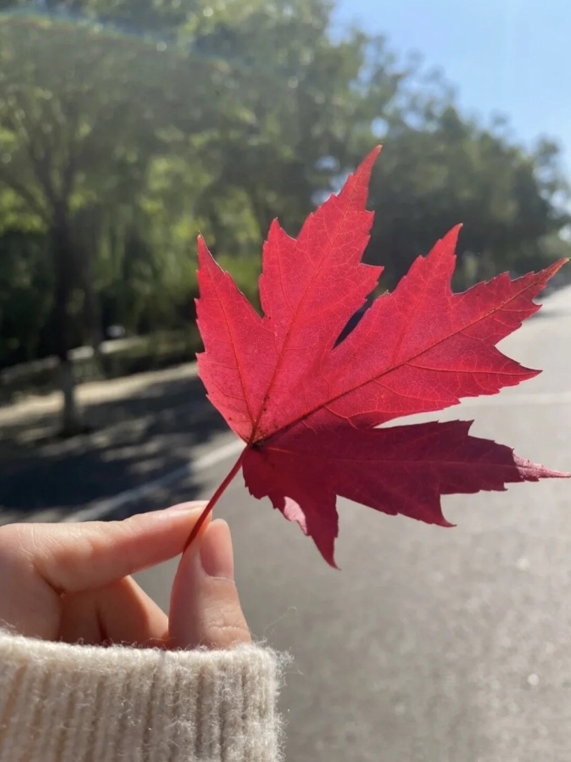 励志语录：你只管努力，其他的交给天意！相信自己！做好自己