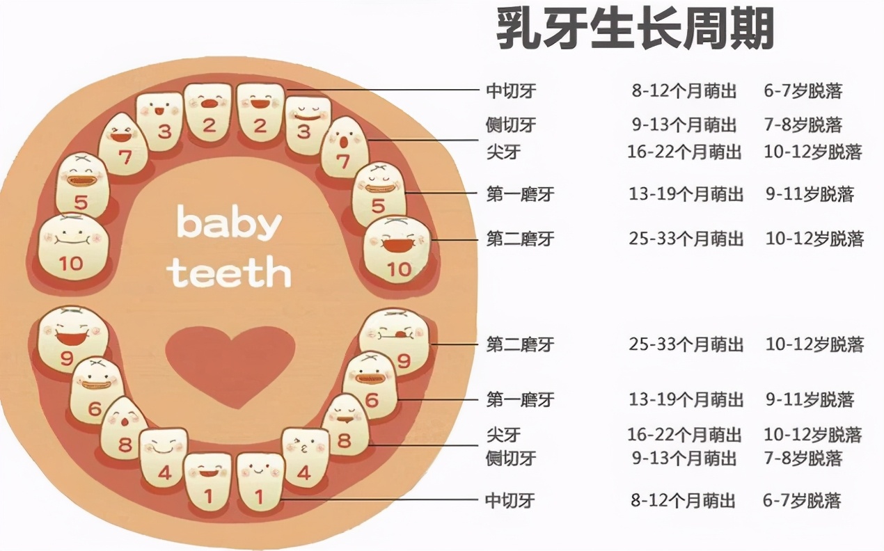 牙齿排列名称_百度知道