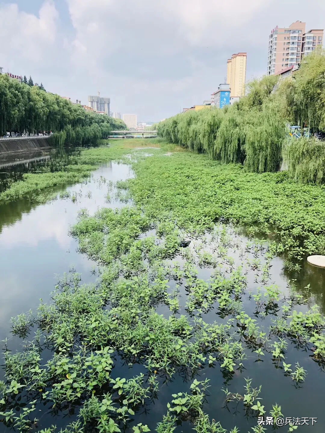 盛夏的味道|始于那一声声的蝉鸣。