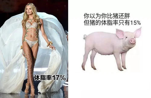 你的「体脂率」可能比猪高，快来测测你的体脂率