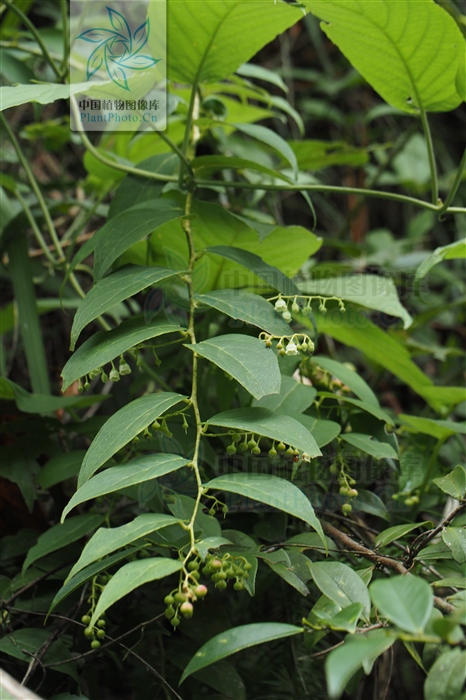 透骨香,见过吗?能祛风除湿,散寒止痛,活血通络