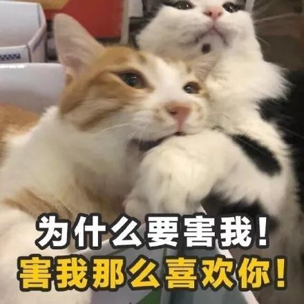 猫咪情话表情包合集 你就是有个缺点，缺点我