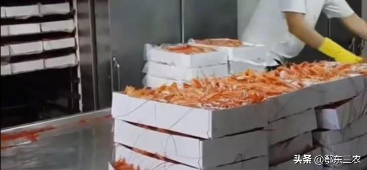 渔民在大海捕捞，下一次海能捞100多吨鱼虾上船立即冰冻，真赚钱